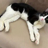 گربه نر عقیم شده