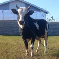 ورزا کوله چالوسی