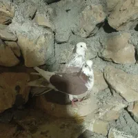 کبوتر ضمانتی