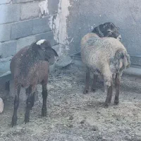 گوسفند زنده|حیوانات مزرعه|کرج, کیانمهر|دیوار
