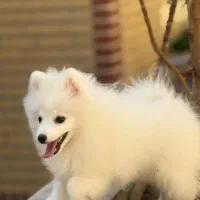 سگ پامر روباهی ماده