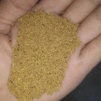 بذر یونجه اصلاح شده 99%|عمده‌فروشی|شیراز, آبیاری|دیوار