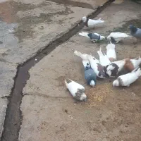 کبوتر فروش فوری