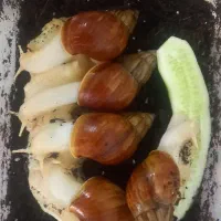 حلزون آچاتینا حلزون تراپی