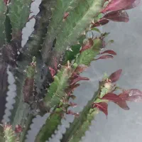 گل کاکتوس افوربیا به همراه گلدان بزرگ سرامیکی|گل و گیاه طبیعی|رشت, حمیدیان|دیوار