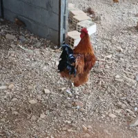 خروس