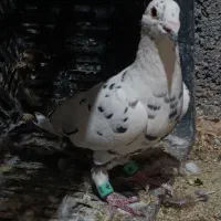 کفتر