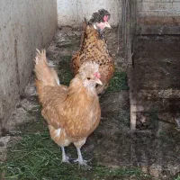 مرغ لهستانی