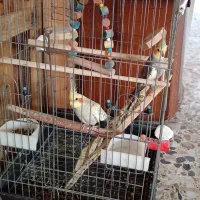 یک جفت عروس هلندی با قفس سخنگو|پرنده|ساری, |دیوار