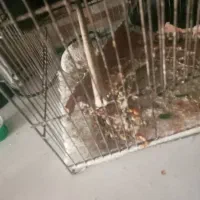 جوجه قناری باغی خونگی