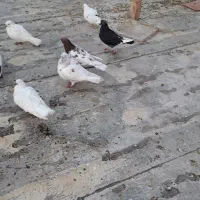 کبوتر|پرنده|سلماس, |دیوار