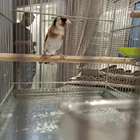 سهره نر فوق شرور مسابقه ایی جوجه امسال|پرنده|تهران, هرندی|دیوار