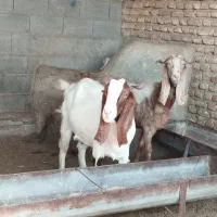 جفت بز ماده آبست