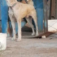 سگ سرابی