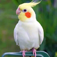 عروس هلندی