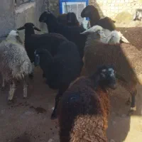 نر  نگهداشت|حیوانات مزرعه|هشتگرد, طاووسیه|دیوار