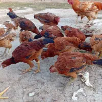 مرغ و خروس فروشی|پرنده|مینودشت, |دیوار