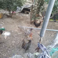 مرغ مخلس