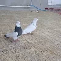 کبوترنقابی