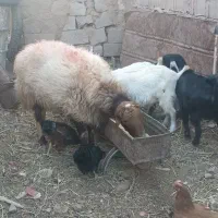 قوچ|حیوانات مزرعه|قاسمآباد (خواف), |دیوار