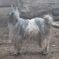 چپش دوبور بز بزغاله|حیوانات مزرعه|شهرضا, |دیوار