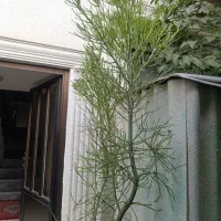 گل شاخ گوزنی تزیینی|گل و گیاه طبیعی|قائم‌شهر, |دیوار