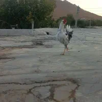 خروس گلین جوان