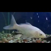 ماهی کوی نقره ای زیبا و سالم و سرحال به شرط|ماهی|تهران, دروازه شمیران|دیوار