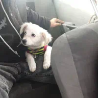 اشپیتز قیمت 5فوری|سگ|کهریزک, |دیوار