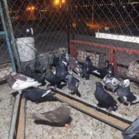 کفتر بهبهونی، بزک، سبز، سیاه، کله سرخ
