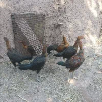 جوجه لاری افغان|حیوانات مزرعه|منجیل, |دیوار