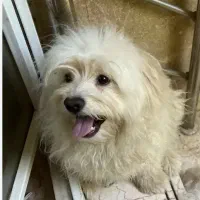 سگ عروسکی شیتزو به فروش میرسد