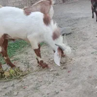 تروشت