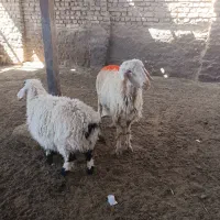 میش زاییده بره نر
