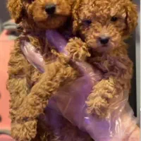 سگ و گربه آپارتمانی توی پودل ، پامرانین شیتزو خالص|سگ|تبریز, |دیوار