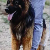 سگ ژرمن شپرد