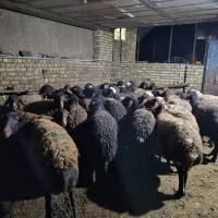 ۴۰ عدد گوسفند افشاری