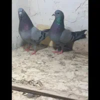 چلغوز کبوتر