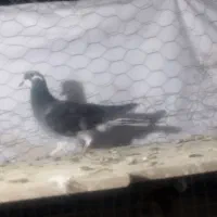 دوتا کر ماده|پرنده|خمینی‌شهر, |دیوار