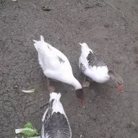 غاز