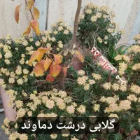گلدان بزرگ در اندازه های مختلف