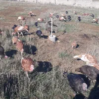 بوقلمون طبیعی