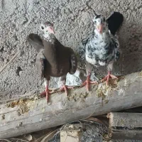 کفتر|پرنده|داراب, |دیوار