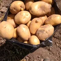 ساری یرلما