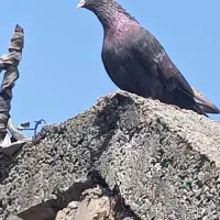 زاغ ابادانی