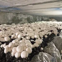 کار شناس تولید قارچ