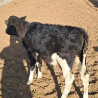 ۷عدد گوساله  ماده از شیر گرفته|حیوانات مزرعه|شاهرود, |دیوار