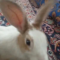 خرگوش خونه آی  ۳۵۰هزار