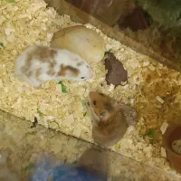 همستر با اکواریوم