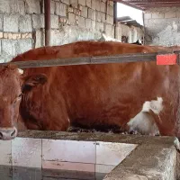 تلیسه زایده|حیوانات مزرعه|بجستان, |دیوار